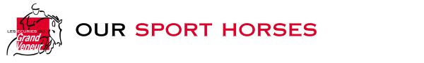 find sport horses in Europe Valorisation de chevaux de sport