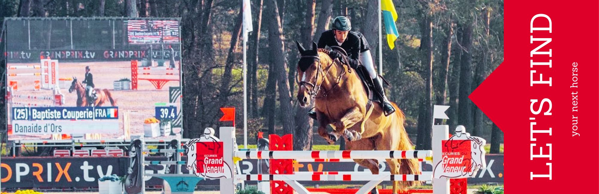 looking for a sport horse in Jumping looking for a sport horse in Jumping