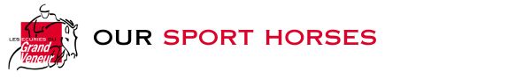sport horses in Europe