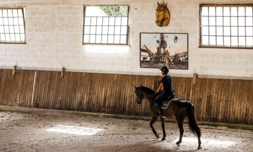 Professionnal-equestrian-rider-Edouard-Couperie-2